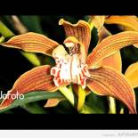 orchids833FrscCRMTSM
